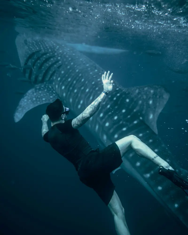 A swimmer reaching out beside a whale shark